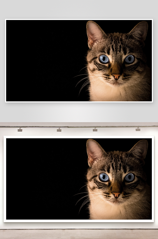 蓝眼虎斑猫特写照片摄影-众图网