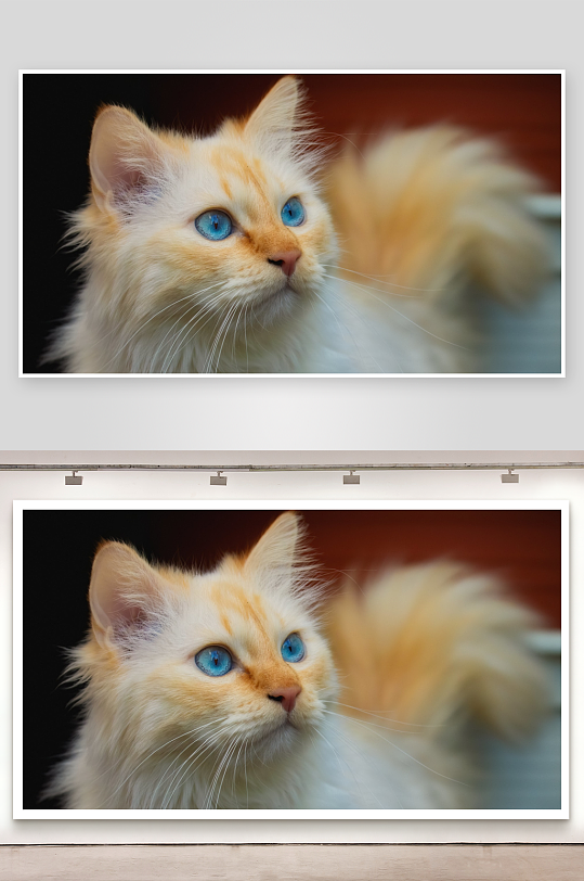 蓝眼长毛猫特写照片摄影-众图网