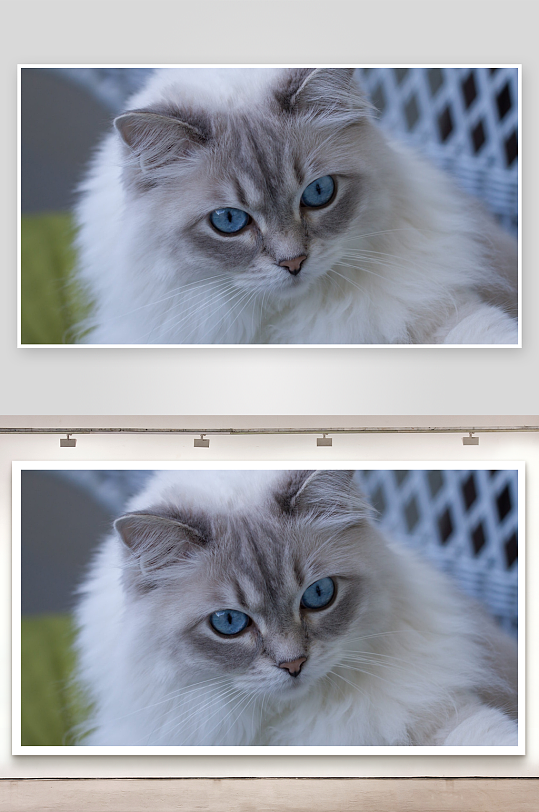 蓝眼长毛猫特写镜头-众图网