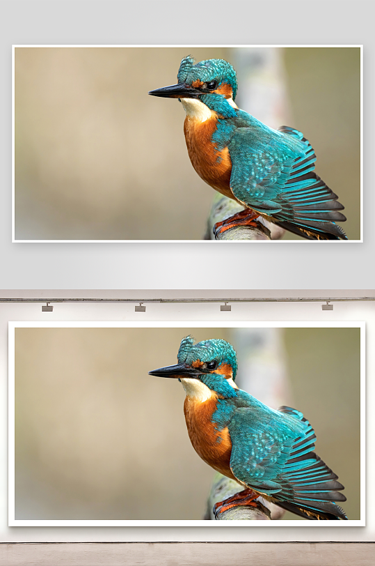 蓝绿色翠鸟栖息枝头特写-众图网