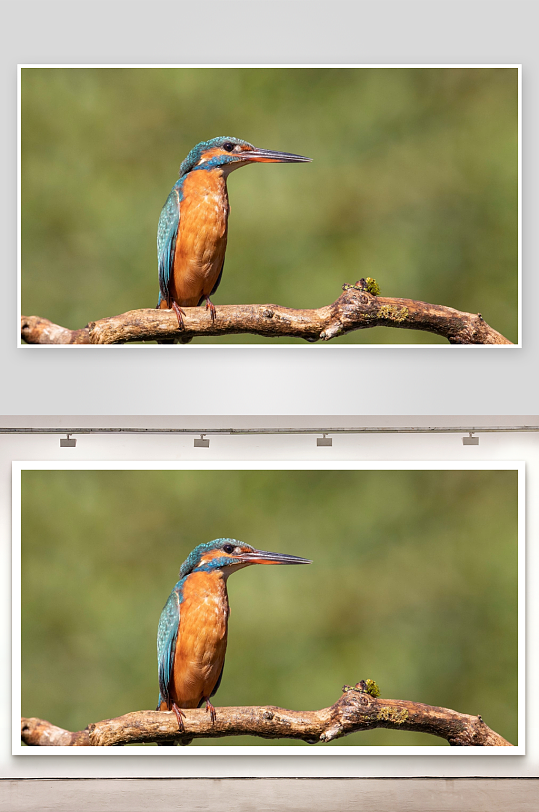 蓝翠鸟栖息树枝特写-众图网