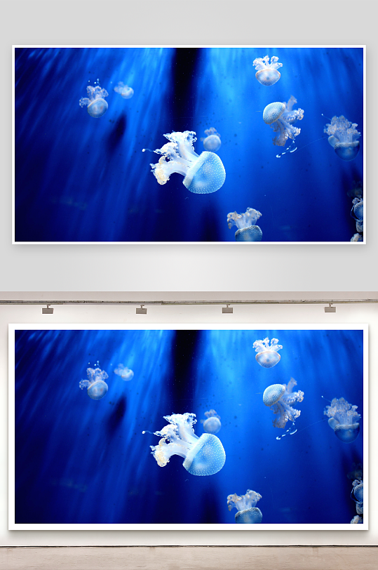 蓝色水域中的水母群-众图网