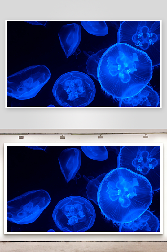 蓝色水母群游动照片摄影-众图网