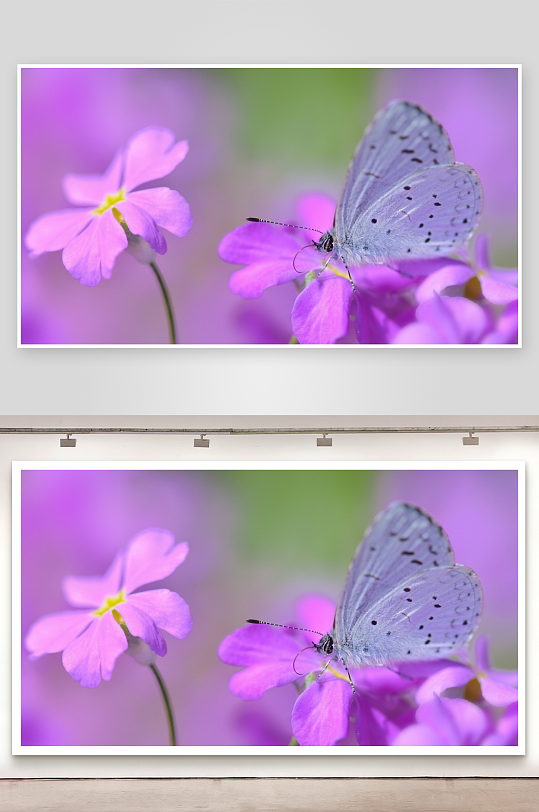 蓝蝶栖息紫花上照片摄影-众图网