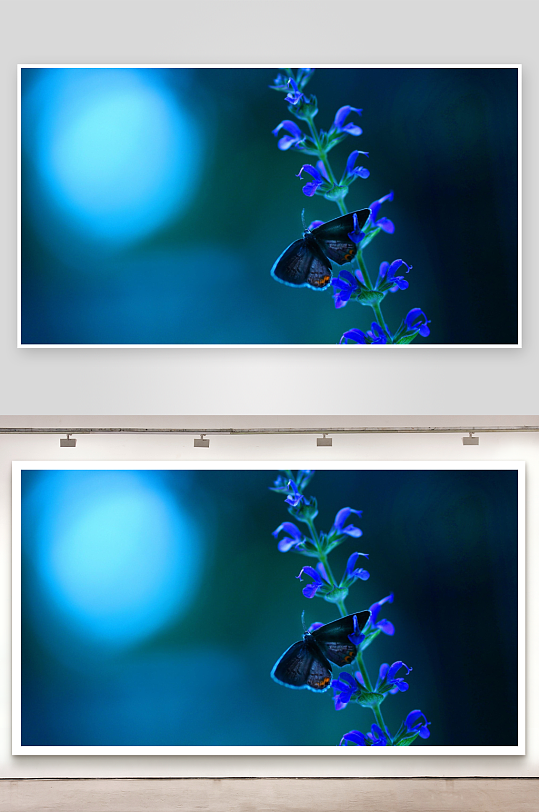 蓝蝶栖息紫花枝照片摄影-众图网