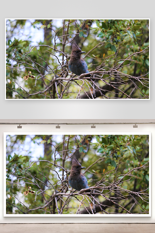 蓝鸟栖息树枝绿叶环绕-众图网