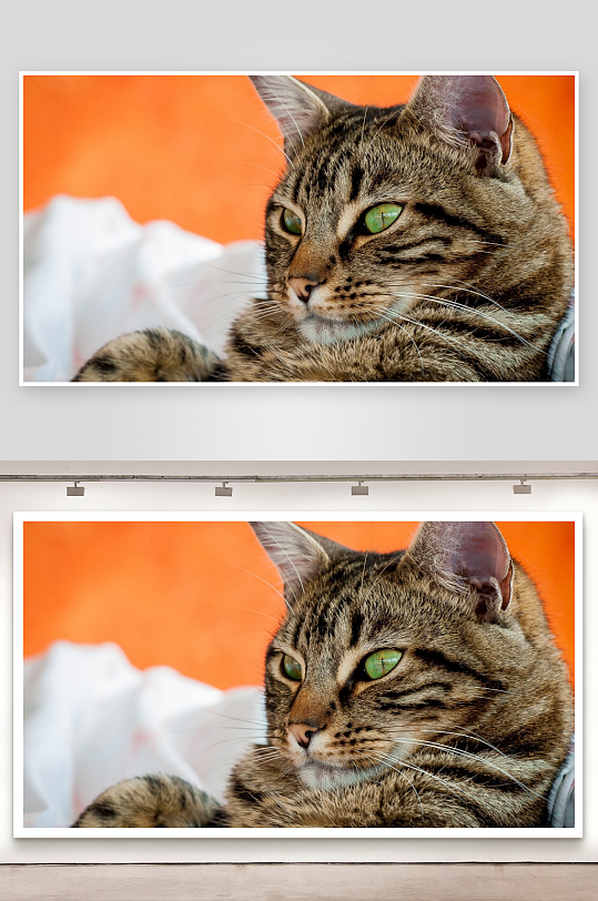 虎斑猫凝视特写照片摄影-众图网