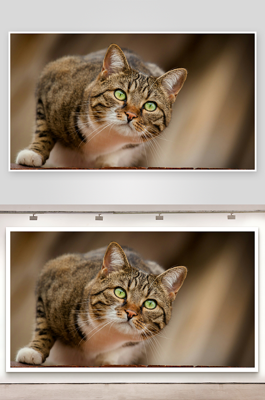 虎斑猫凝视镜头照片摄影-众图网