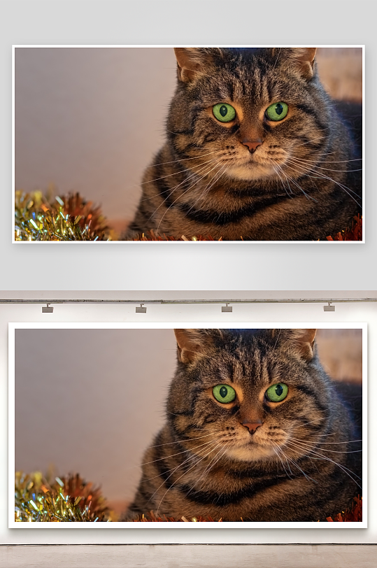 虎斑猫绿眼特写照片摄影-众图网