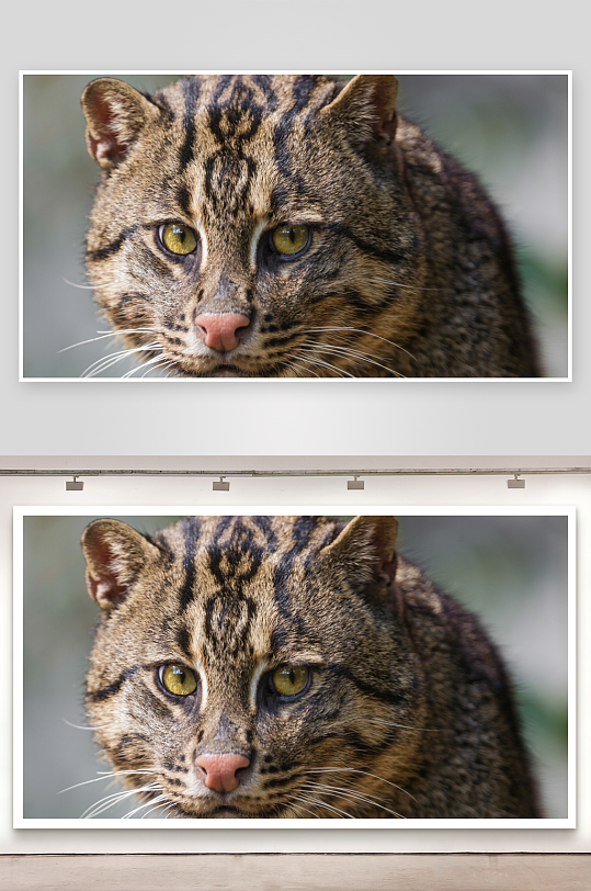 虎猫特写锐利眼神与斑纹细节-众图网