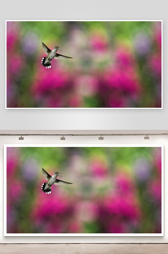 蜂鸟空中悬停花丛背景-众图网