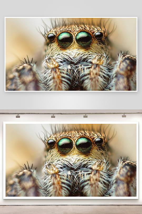 蜘蛛特写镜头毛发与眼睛细节-众图网