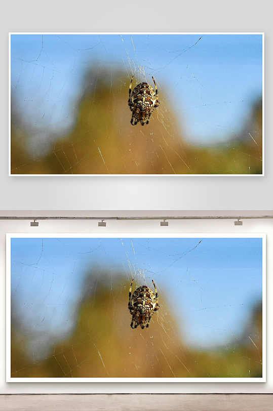 蜘蛛结网特写照片摄影-众图网