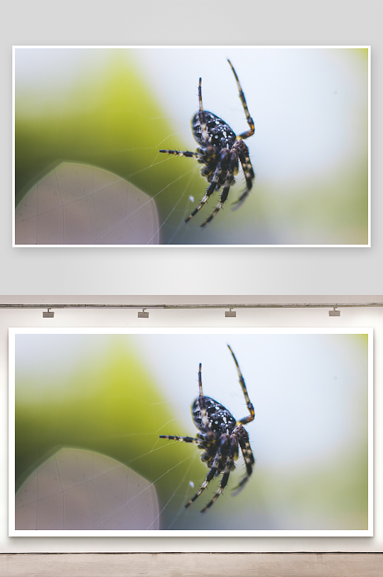 蜘蛛织网特写照片摄影-众图网