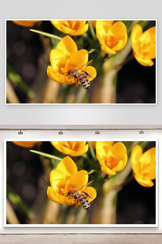 蜜蜂采蜜黄花特写-众图网