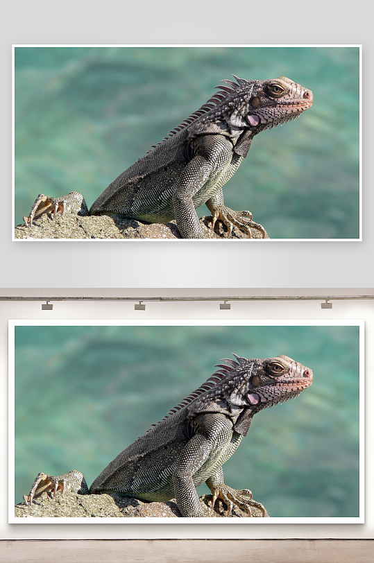 蜥蜴栖息岩石特写-众图网