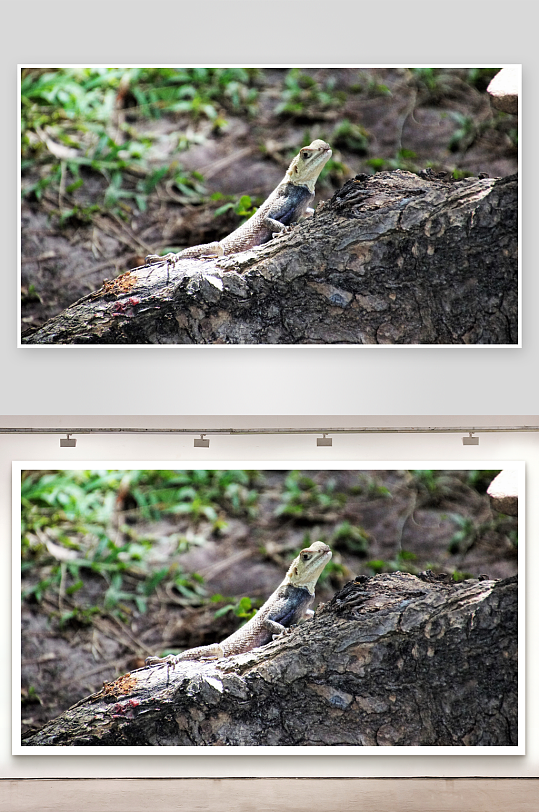 蜥蜴栖息树干静止不动-众图网