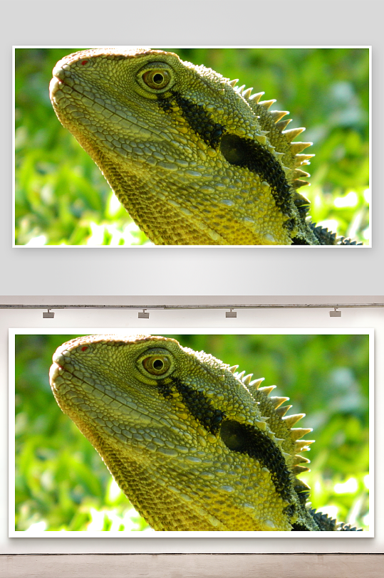 蜥蜴特写镜头展示鳞片细节-众图网
