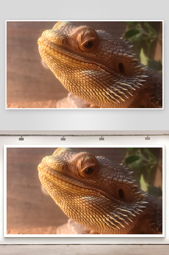 蜥蜴特写镜头细节纹理清晰-众图网