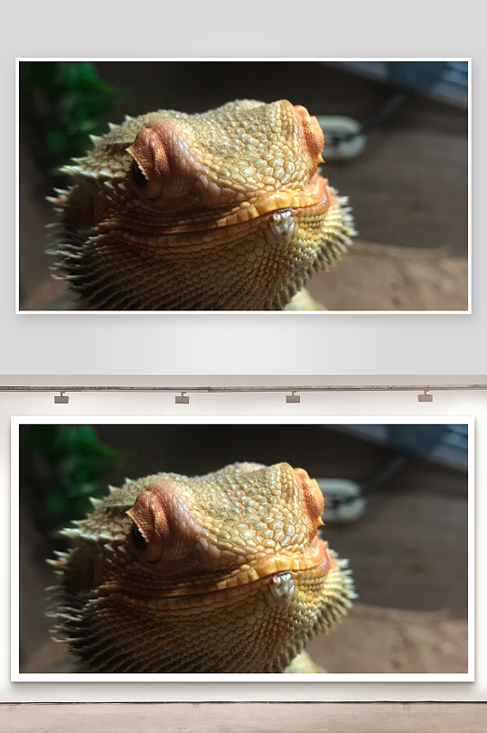 蜥蜴特写鳞片纹理清晰可见-众图网