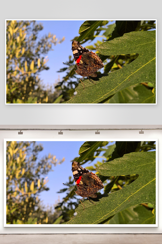 蝴蝶停歇绿叶上照片摄影-众图网