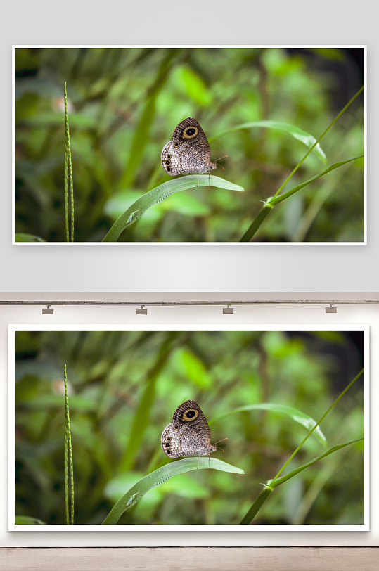 蝴蝶停歇绿叶上特写-众图网