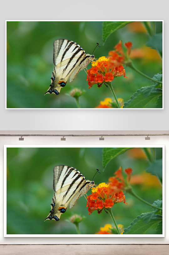 蝴蝶停驻橙花上采蜜-众图网