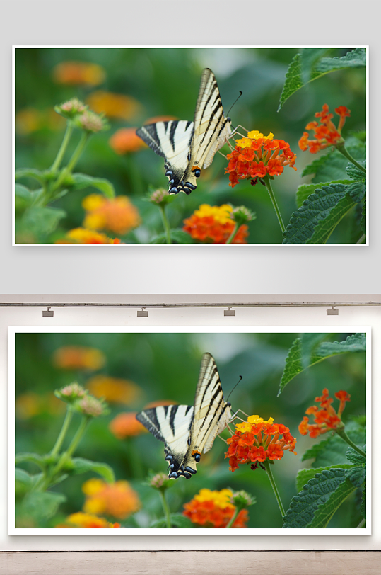 蝴蝶停驻橙花之上-众图网