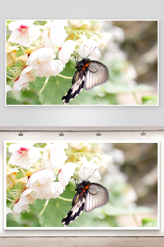 蝴蝶停驻白花之上-众图网