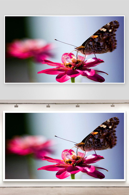 蝴蝶停驻粉花上采蜜-众图网