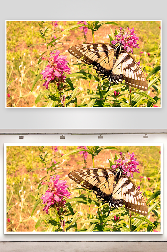 蝴蝶停驻粉花之上-众图网