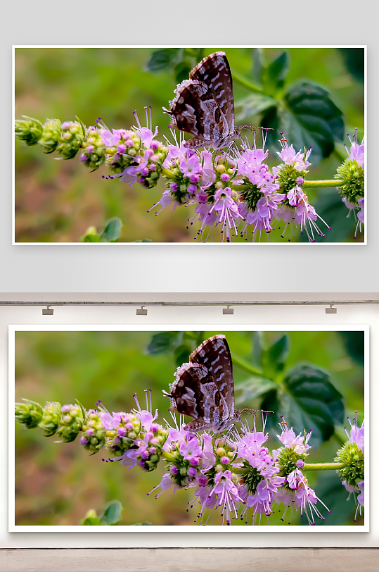 蝴蝶停驻紫色花丛-众图网