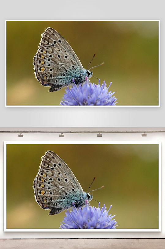 蝴蝶停驻紫色花朵特写-众图网