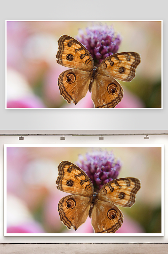 蝴蝶停驻紫色花蕊特写-众图网