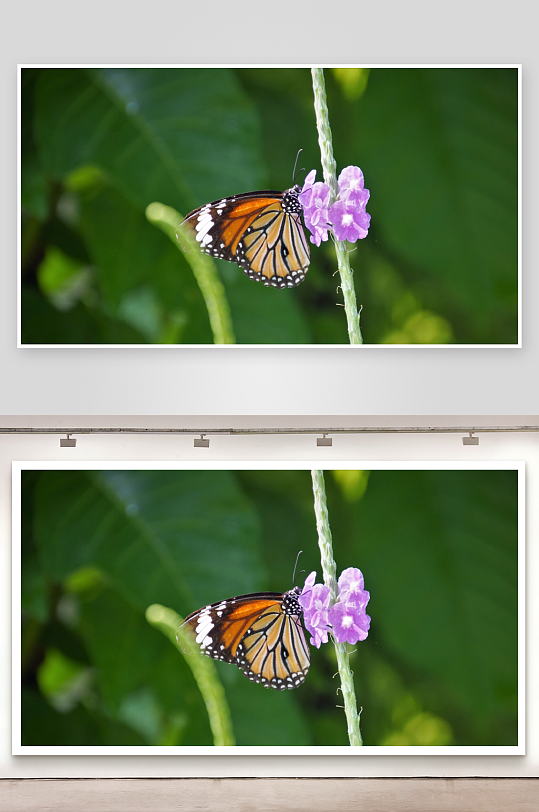 蝴蝶停驻紫花上照片摄影-众图网