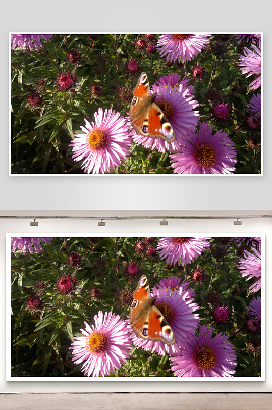 蝴蝶停驻紫花丛中-众图网