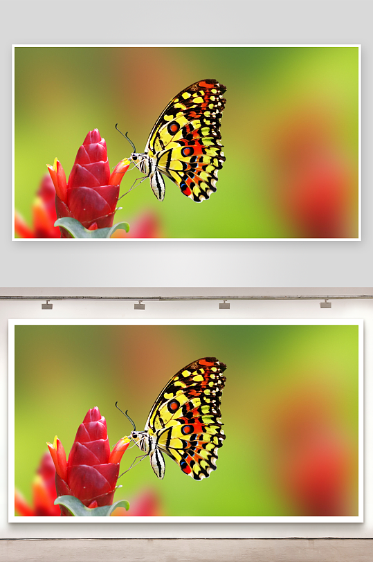 蝴蝶停驻红花之上-众图网