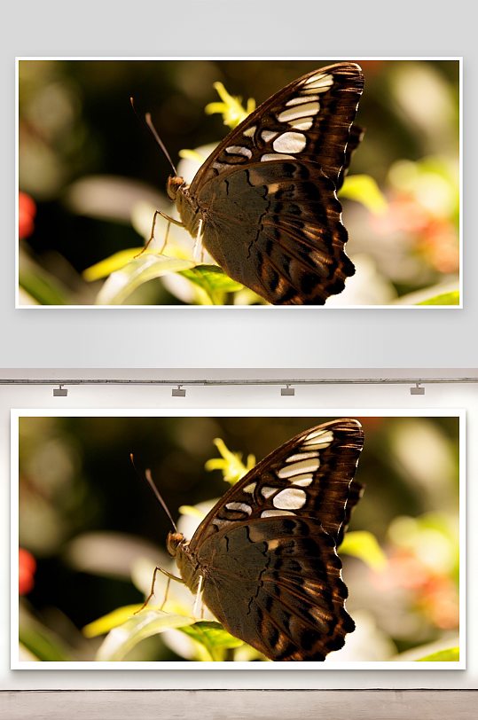 蝴蝶停驻绿叶之上-众图网