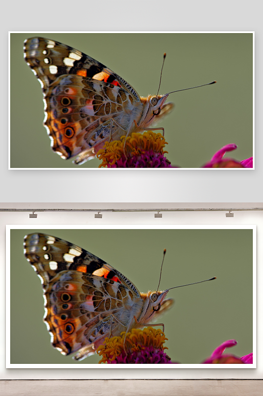 蝴蝶停驻花蕊特写-众图网