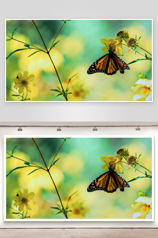 蝴蝶停驻黄花上照片摄影-众图网