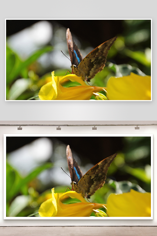 蝴蝶停驻黄花之上-众图网