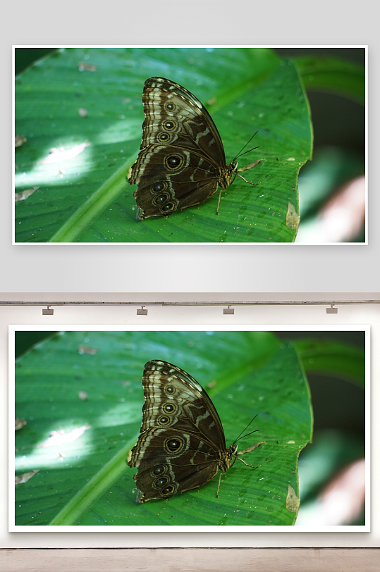 蝴蝶栖息绿叶之上-众图网