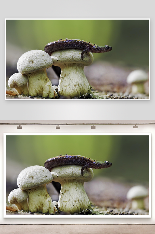 蝾螈栖息蘑菇之上-众图网