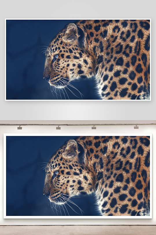 豹子侧脸特写照片摄影-众图网