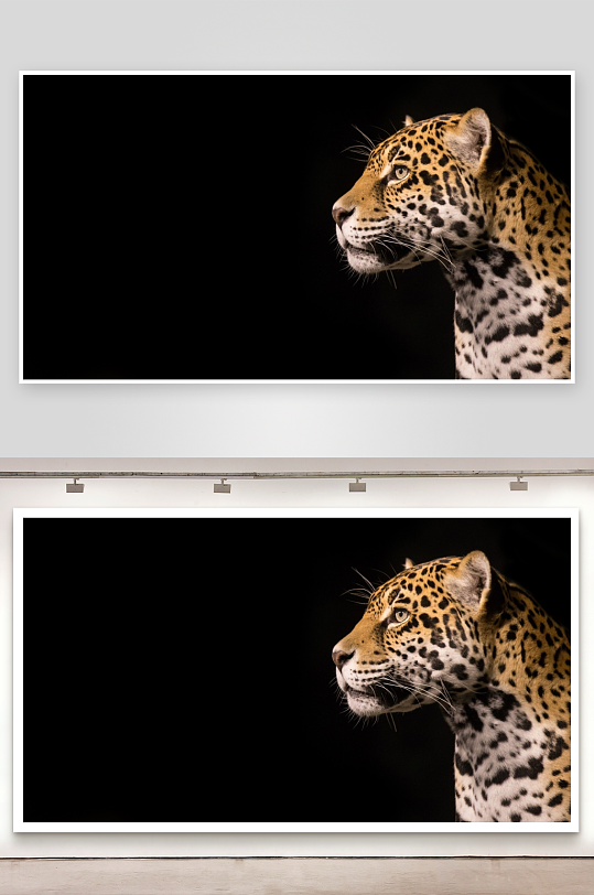 豹子侧脸特写黑色背景-众图网