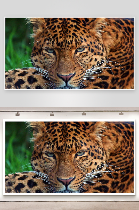 豹子凝视特写展现野性之美-众图网