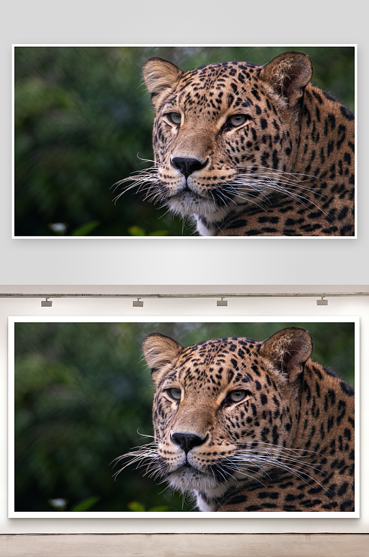 豹子凝视远方的特写镜头-众图网