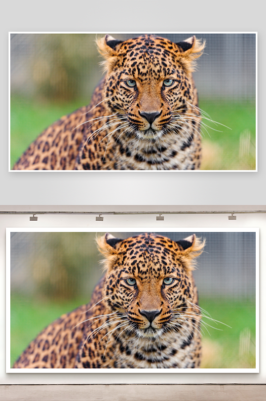 豹子凝视镜头照片摄影-众图网