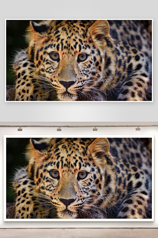 豹子凝视镜头特写-众图网