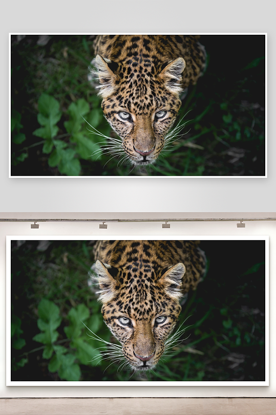 豹子凝视镜头的特写画面-众图网